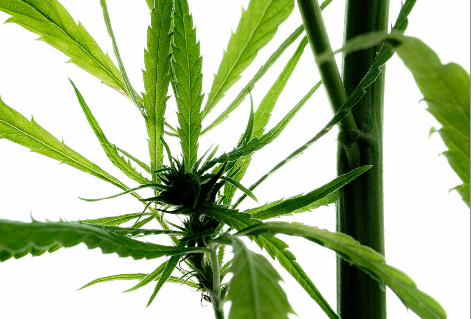 Why Are CBD Laws So Different Around Europe?