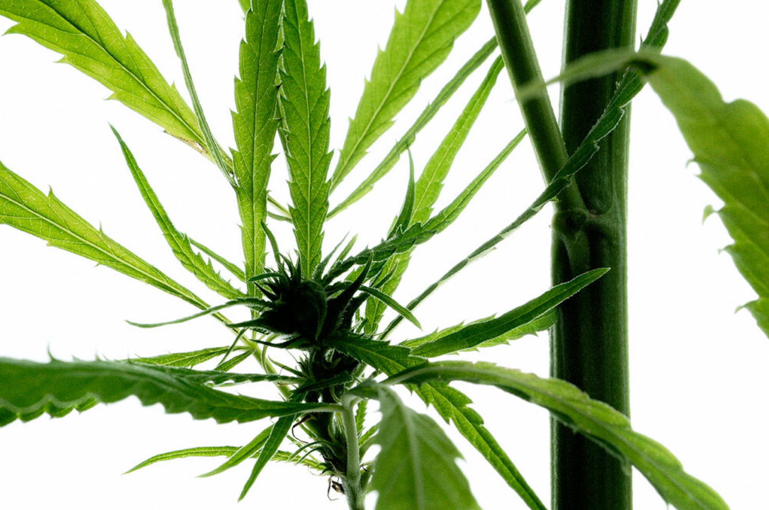 CBD or Hemp Seed Oil – What’s the Difference?